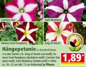 Norma Hängepetunie Angebot