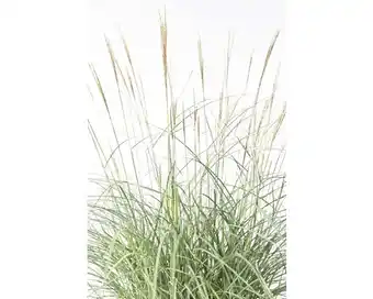 Hornbach Chinaschilf FloraSelf Miscanthus sinensis 'Adagio' H 20-80 cm Co 6 L Angebot