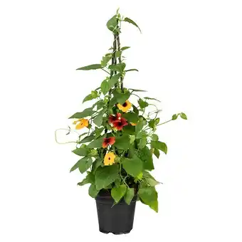 Bauhaus Piardino Schwarzäugige Susanne (Thunbergia alata, Pyramide, Blütenfarbe: Mehrfarbig) Angebot