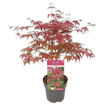 Bauhaus Piardino Fächerahorn (Acer palmatum in Sorten) Angebot