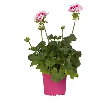 Bauhaus Piardino Pelargonie (Pelargonium interspecific 'Pretty Little', Topfvolumen: 12 l) Angebot