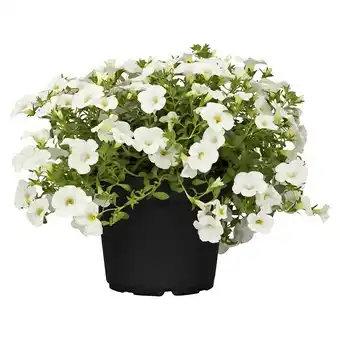 Bauhaus Piardino Zauberglöckchen (Calibrachoa Hybride, Weiß) Angebot