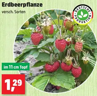 Thomas Philipps Erdbeerpflanze Angebot