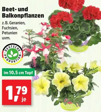 Thomas Philipps Beet und Balkonpflanzen Angebot