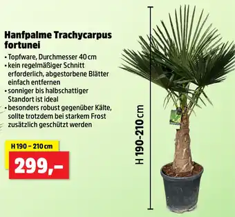 Thomas Philipps Hanfpalme Trachycarpus fortunei Angebot