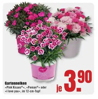 B1 Discount Baumarkt Gartennelken >>Pink Kisses<<, >>Peman<< oder >>I love you<<, im 12-cm-Topf Angebot