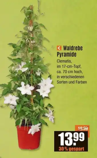 V Baumarkt Waldrebe Pyramide Clematis Angebot