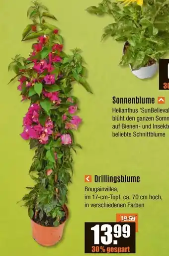 V Baumarkt Drillingsblume Bougainvillea Angebot