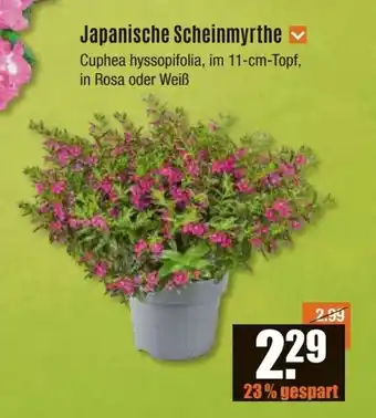 V Baumarkt Japanische Scheinmyrthe Cuphea hyssopifolia, im 11-cm-Topf, in Rosa oder Weiß Angebot