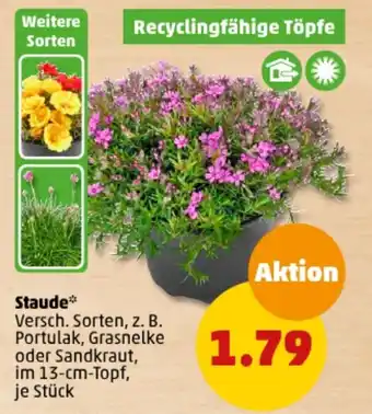 PENNY Staude Angebot