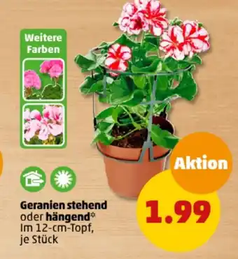 PENNY Geranien stehend oder hängend Angebot