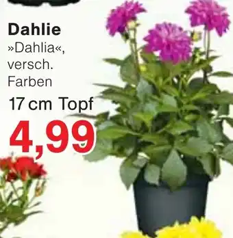 Wiglo Wunderland Dahlie 17 cm Topf Angebot