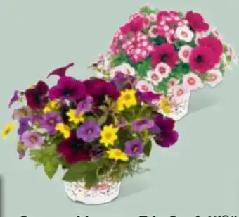toom Baumarkt Sommerblumen-Trio Confetti Garden Angebot