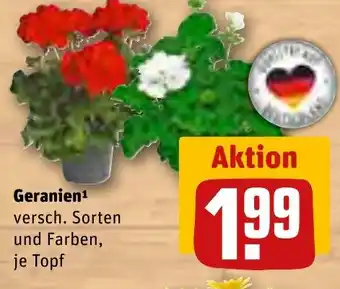 REWE Geranien Angebot