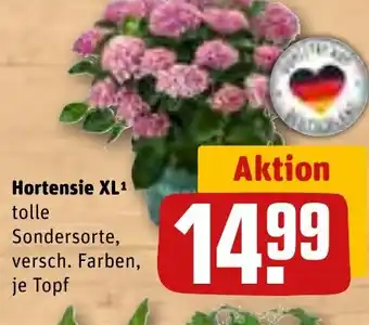 REWE Hortensie XL Angebot
