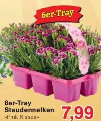 Jawoll 6er-Tray Staudennelken Angebot