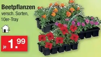 Zimmermann Beetpflanzen Angebot