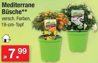 Zimmermann Mediterrane Büsche Angebot