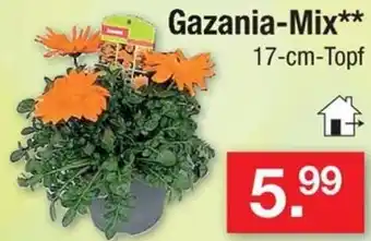 Zimmermann Gazania-Mix Angebot