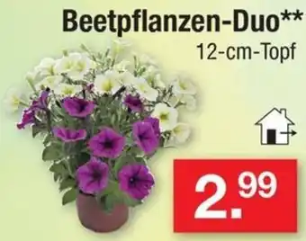 Zimmermann Beetpflanzen-Duo Angebot