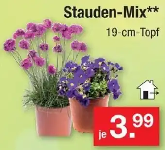 Zimmermann Stauden-Mix Angebot