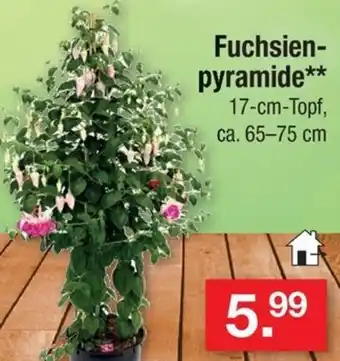 Zimmermann Fuchsienpyramide Angebot