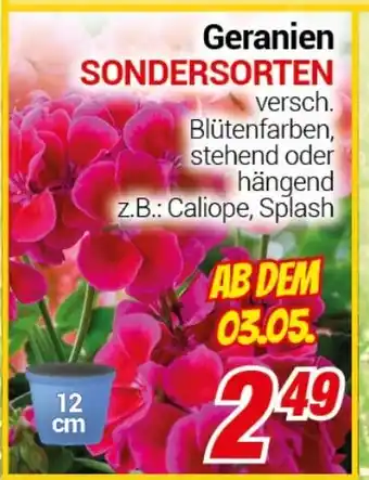 CENTERSHOP Geranien SONDERSORTEN Angebot