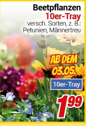 CENTERSHOP Beetpflanzen 10er-Tray Angebot