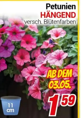 CENTERSHOP Petunien HÄNGEND Angebot