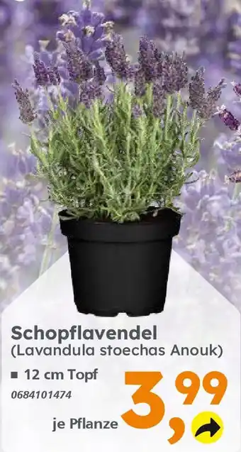 Globus Baumarkt Schopflavendel Angebot