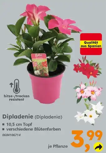 Globus Baumarkt Dipladenie Angebot
