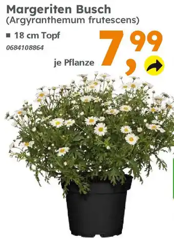 Globus Baumarkt Margeriten Busch Angebot