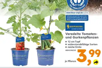 Globus Baumarkt Kiepenkerl Veredelte Tomaten und Gurkenpflanzen Angebot