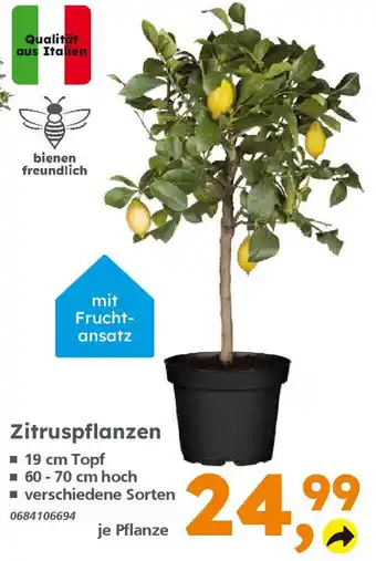 Globus Baumarkt Zitruspflanzen Angebot