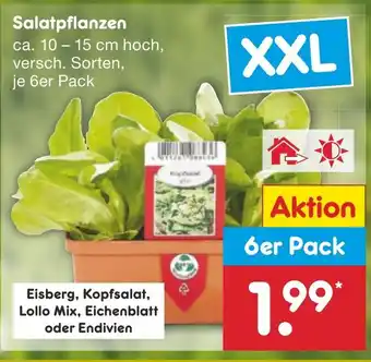 Netto Marken-Discount Salatpflanzen ca. 10-15 cm hoch, je 6er Pack Angebot