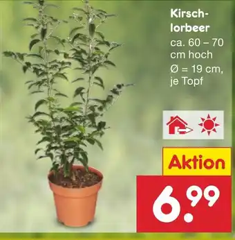 Netto Marken-Discount Kirschlorbeer ca. 60-70 cm hoch Angebot