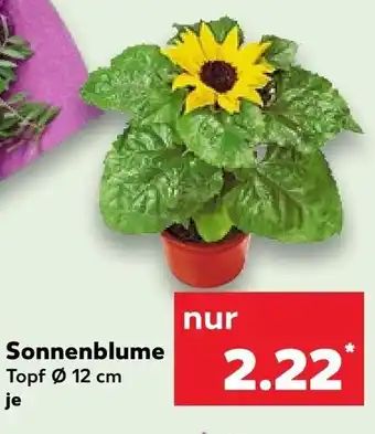 Kaufland Sonnenblume Angebot