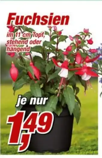 Posten Börse Fuchsien Angebot