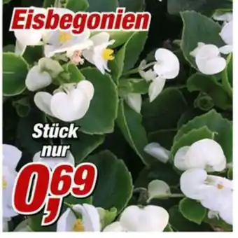 Posten Börse Eisbegonien Angebot