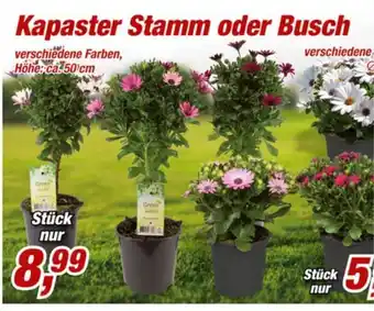 Posten Börse Kapaster Stamm oder Busch Angebot