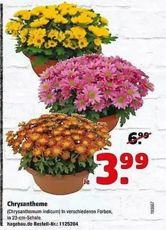 Hagebau Chrysantheme Angebot