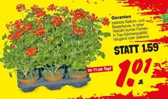 Repo Markt Geranien im 11 cm Topf Angebot