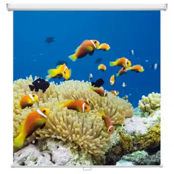 Netto Marken-Discount magnetoplan Rollo-Leinwand Cinerollo 2400 x 2400 mm Angebot