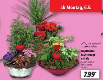 Lidl Bepflanzte Muttertagsschale Angebot