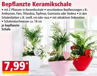 Norma Bepflanzte Keramikschale Angebot