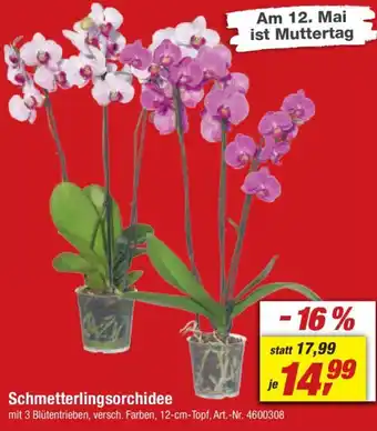 toom Baumarkt Schmetterlingsorchidee Angebot