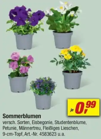 toom Baumarkt Sommerblumen Angebot