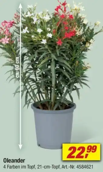 toom Baumarkt Oleander Angebot