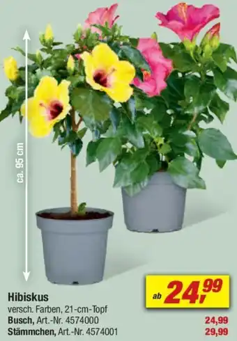 toom Baumarkt Hibiskus Angebot