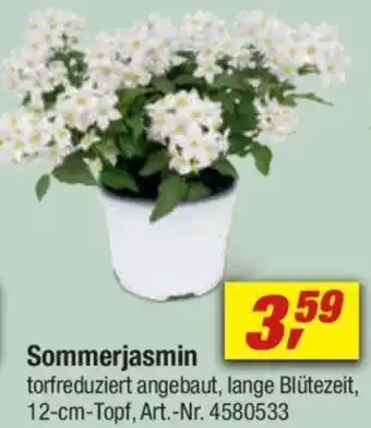 toom Baumarkt Sommerjasmin Angebot